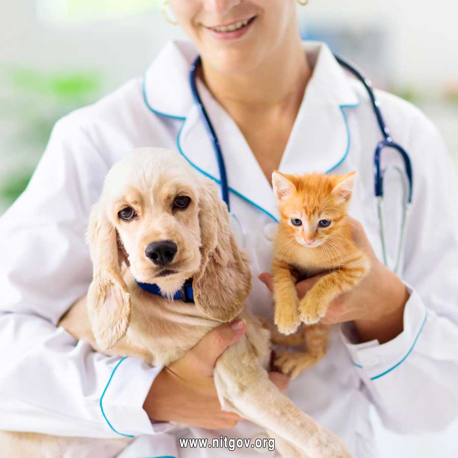 Diploma in Veterinary Pharmacy (DVP)